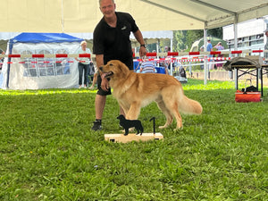 Anhänger 🐾„HOVAWART BLOND“🐾💛